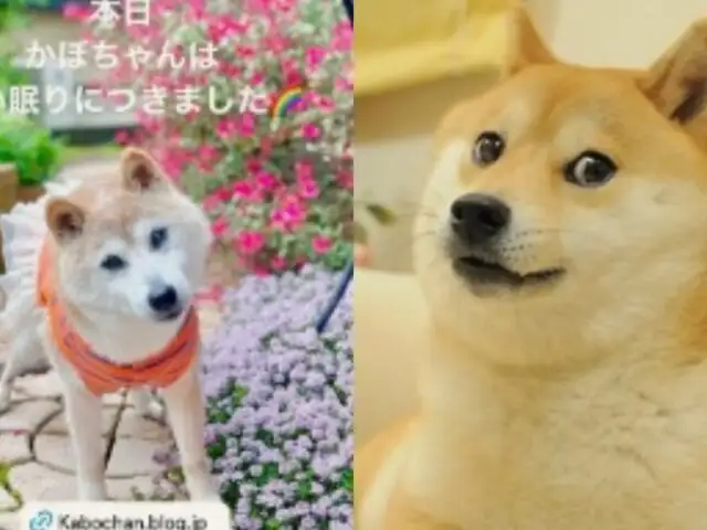 Muere Kabosu: la famosa perrita del meme “Doge” falleció a los 18 años