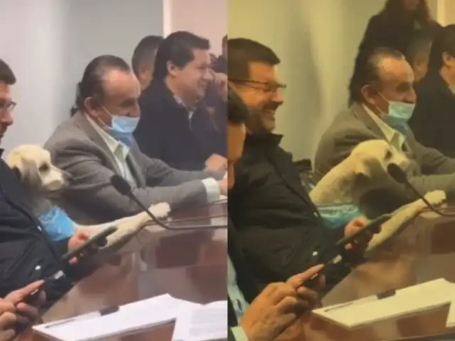 Perrito participa en reunión municipal y se viraliza: “al menos no es corrupto”