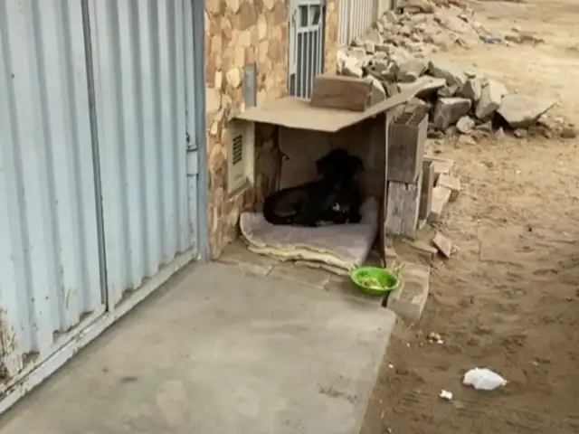 Chorrillos: vecinos atemorizados luego de que desconocidos envenenaran a sus perros