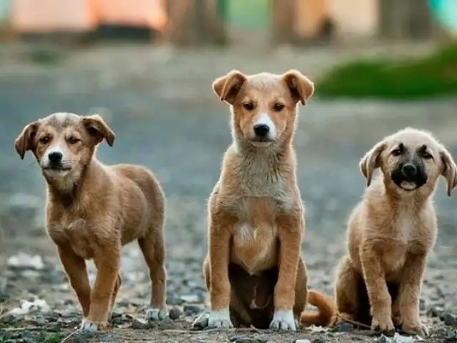 Turquía estaría a punto de sacrificar a más de 4 millones de perros callejeros: esta es la razón