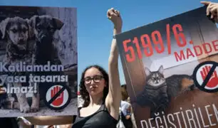 Polémica en Turquía: proyecto de ley propone sacrificar a todos los perros callejeros del país
