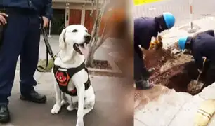 Así ayudan “Los perritos de Luz del Sur”: Cuadrilla canina apoya detectando averías en cables subterráneos