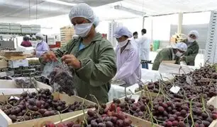 Perú alcanzaría el puesto 8 entre países líderes en exportación de frutas el 2024, según Mincetur