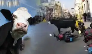 Vaca “enloquece” y escapa sembrando pánico en Plaza de Armas de Ica