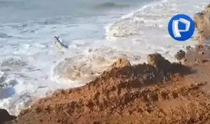 Oleaje anómalo causa daño en la turística playa Zorritos