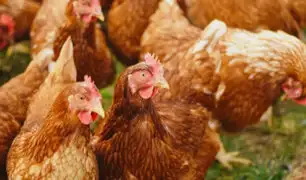 Alarma en Cusco: Senasa declara 30 días de cuarentena por brote de gripe aviar