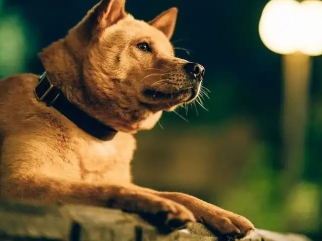 "Hachiko 2" lidera la taquilla peruana con 100 mil espectadores