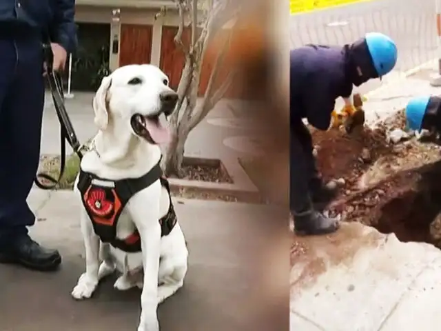 Así ayudan “Los perritos de Luz del Sur”: Cuadrilla canina apoya detectando averías en cables subterráneos