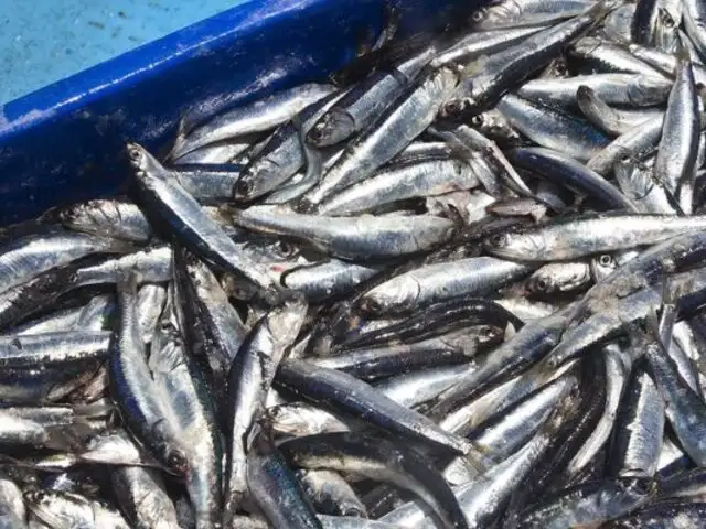 Perú es uno de los países líderes a nivel mundial en pesca de captura