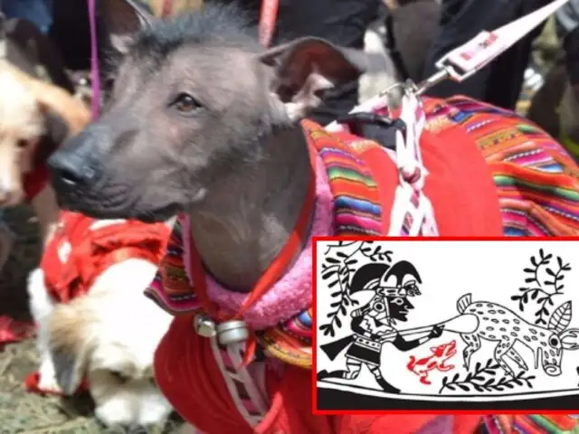 Día del Perro Peruano sin Pelo: Conozca la historia y características de esta raza milenaria