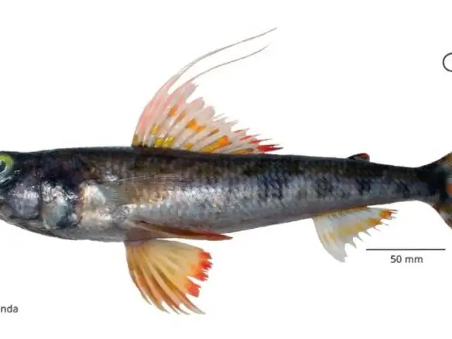 ¡Increíble hallazgo! Descubren nueva especie de pez marino en el Perú