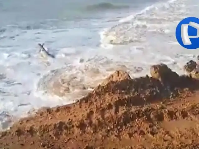 Oleaje anómalo causa daño en la turística playa Zorritos