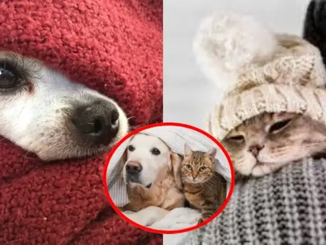¿Cómo afecta el frío a perros y gatos? Alimentación y cuidado para tu mascota durante este invierno