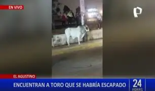 ¡Insólito! Toro se escapa y genera caos en las calles de El Agustino