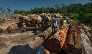 ¡Buenas noticias! tala ilegal presenta notable reducción, señala Osinfor