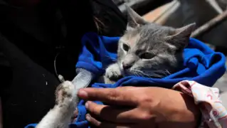 SJM: veterinario arriesga su vida y rescata a mascotas de incendio