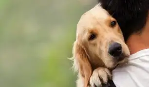 Reconfortando a tu compañero peludo: Consejos para ayudar a tu mascota a superar la pérdida