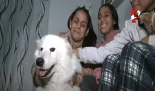 ¡Final feliz! Familia recupera a su perrita tras una semana de haber sido robada en SJL