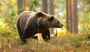 Polémica en Rumanía: Congreso permitirá sacrificio de casi 500 osos para evitar más ataques a vecinos
