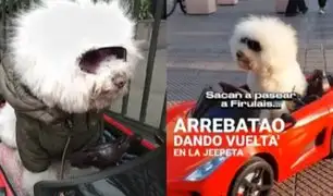 Conozca a Anko, el perrito "pituco" que causa sensación en redes y en calles de Miraflores con su carrito rojo
