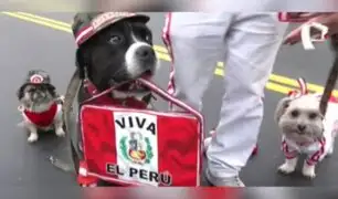 ¡Perritos causan sensación en Desfile Militar 2024! Sorprenden con 'looks' alusivos a Fiestas Patrias