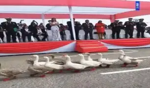 ¡Increíble! Abuelita y sus gansos con zapatitos rojos causan sensación en Desfile Militar