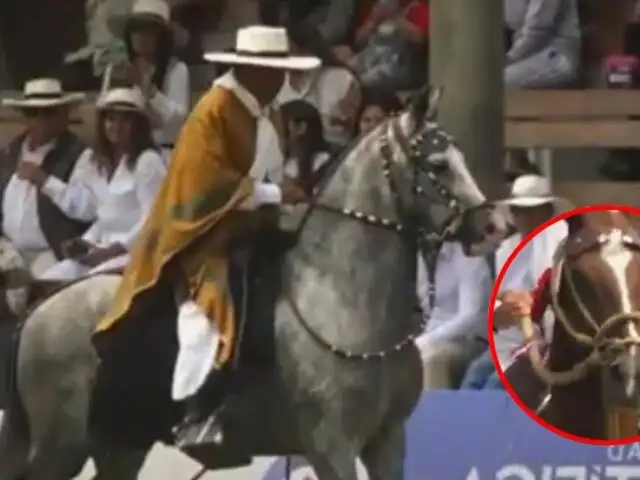 Espectáculo y tradición: concurso de Amancaes celebra el legado del caballo de paso peruano