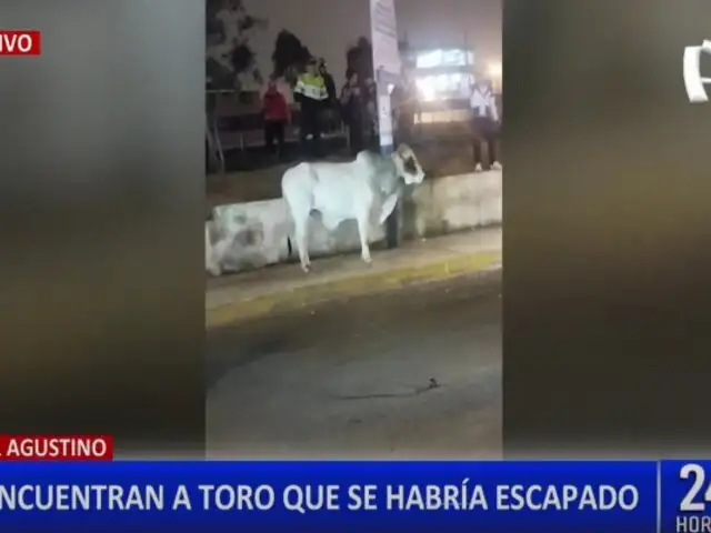 ¡Insólito! Toro se escapa y genera caos en las calles de El Agustino