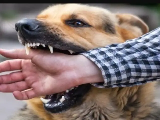 ¡Escalofriante! Arequipa reporta 5 mil casos de mordeduras de perros en lo que va del año