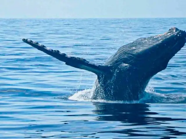 ¡Ballenas jorobadas llegan al Perú!: consejos para disfrutar este espectáculo natural