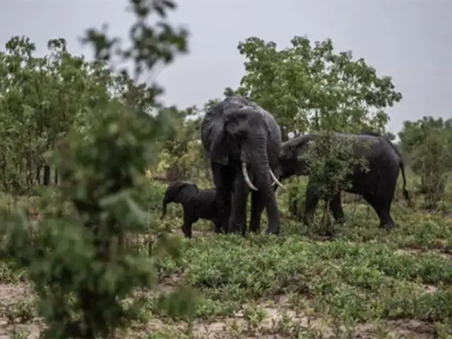 Se acercó mucho para tomar fotos: turista muere tras ser pisoteado por elefante en Sudáfrica
