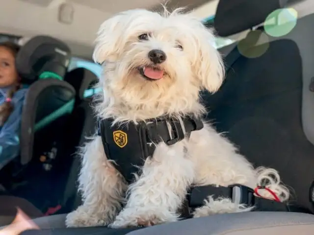 Más de 100 conductores han sido multados en el 2024 por transportar mal a sus mascotas