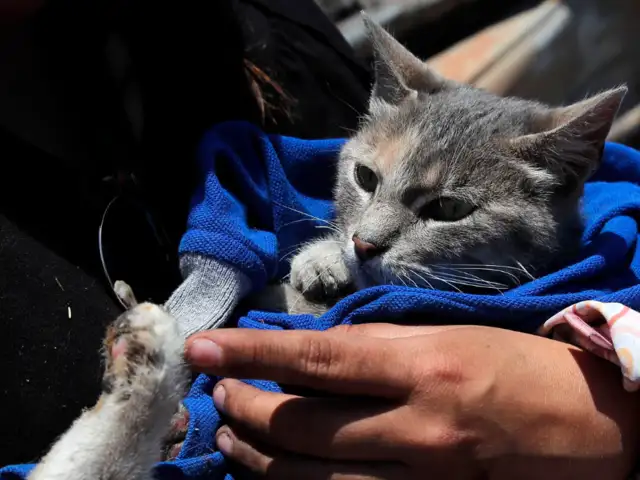 SJM: veterinario arriesga su vida y rescata a mascotas de incendio