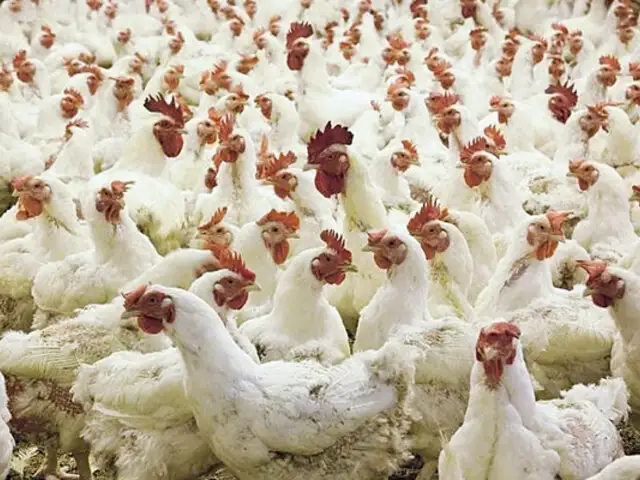 Arequipa: operativo de Senasa y la Fiscalía detecta tres brotes de gripe aviar en granjas de pollos