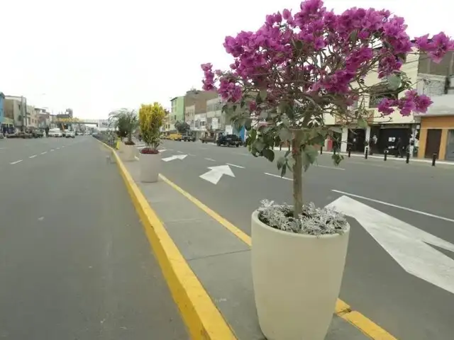 Municipio de Lima se lleva macetas de la Av. Perú tras ceremonia de inauguración