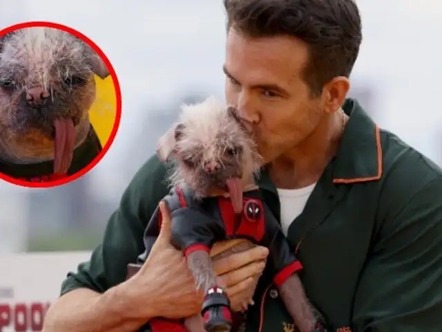 Pasó de ser el perro más feo a una estrella de Marvel: Conozca a Peggy, 'Dogpool' en Deadpool y Wolverine