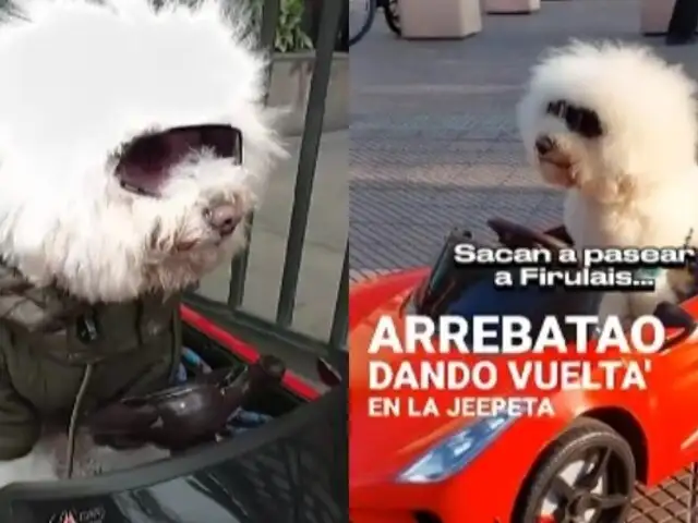 Conozca a Anko, el perrito "pituco" que causa sensación en redes y en calles de Miraflores con su carrito rojo