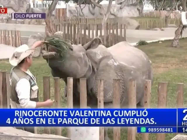 Parque de las Leyendas: Rinoceronte "Valentina" está de cumpleaños y lo celebra con miles de niños
