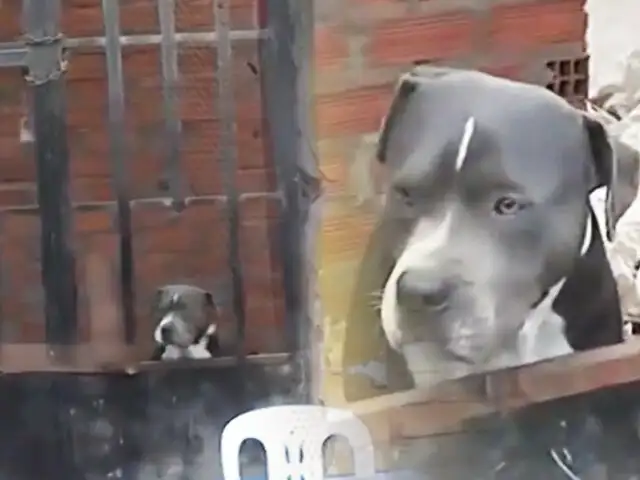 ¡Lo dejaron encerrado!: Perro es hallado en un prostíbulo abandonado en Comas