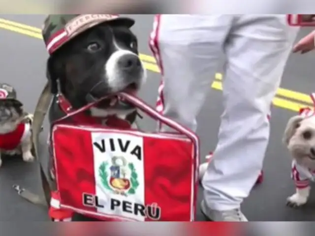 ¡Perritos causan sensación en Desfile Militar 2024! Sorprenden con 'looks' alusivos a Fiestas Patrias