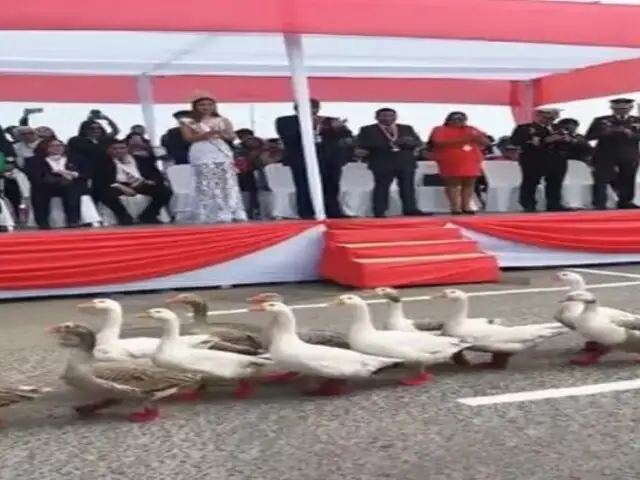 ¡Increíble! Abuelita y sus gansos con zapatitos rojos causan sensación en Desfile Militar