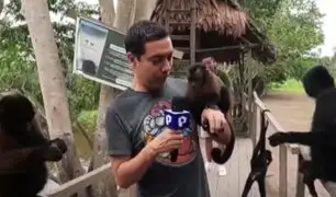 Turismo en Pucallpa: todo sobre la ‘Isla de los Monos’, un cálido refugio de primates