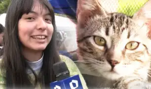 “Gato Fest” busca recaudar 2 toneladas de comida para felinos en Miraflores