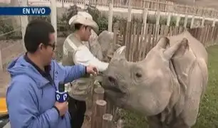 ¡Aproveche el feriado! Conozca a Valentina, la rinoceronte llegada desde Bélgica al Parque de las Leyendas