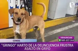 'Gringo', el perrito que detuvo asalto y dejó a delincuentes con las manos vacías