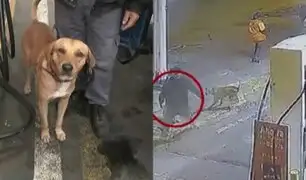 Lo maltrataron, abandonaron y ahora es un héroe: conozca a "Gringo", el perrito que frustró robo en grifo de Comas