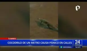 Cocodrilo de más de un metro causa pánico en las calles de Tumbes