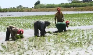 Productores alertan escasez de arroz por problemas de agua