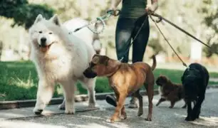 Esto es lo que puede llegar a ganar un paseador de perros en Perú: monto supera al sueldo de un arquitecto