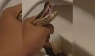 Hombre en Tailandia vive pesadilla al ser mordido por una serpiente en su propio inodoro